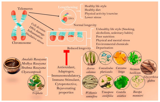 Unlocking the Secrets of Youth: Haritaki and Telomere Lengthening