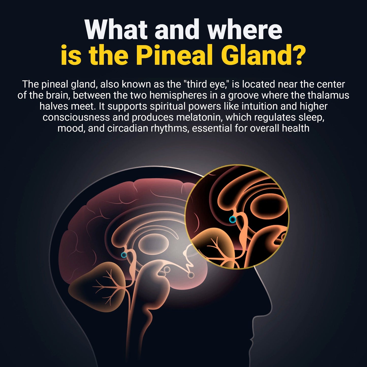 Illustration of the pineal gland in the brain, highlighting its role in regulating spiritual awareness and overall well-being.