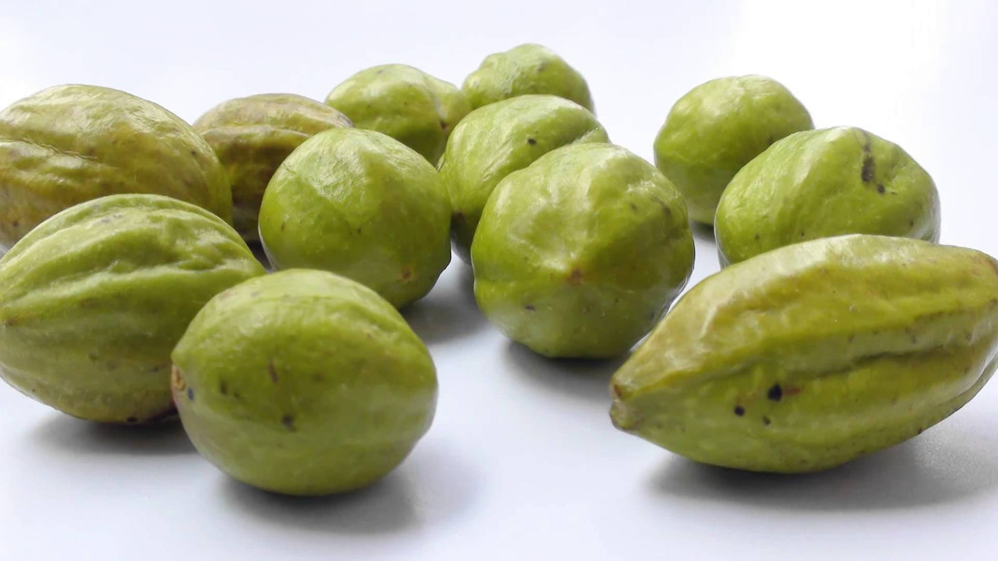 Chebula fruit, main ingredient of Kailash Herbals Haritaki Powder, supporting digestion, detox, energy, and overall wellness.