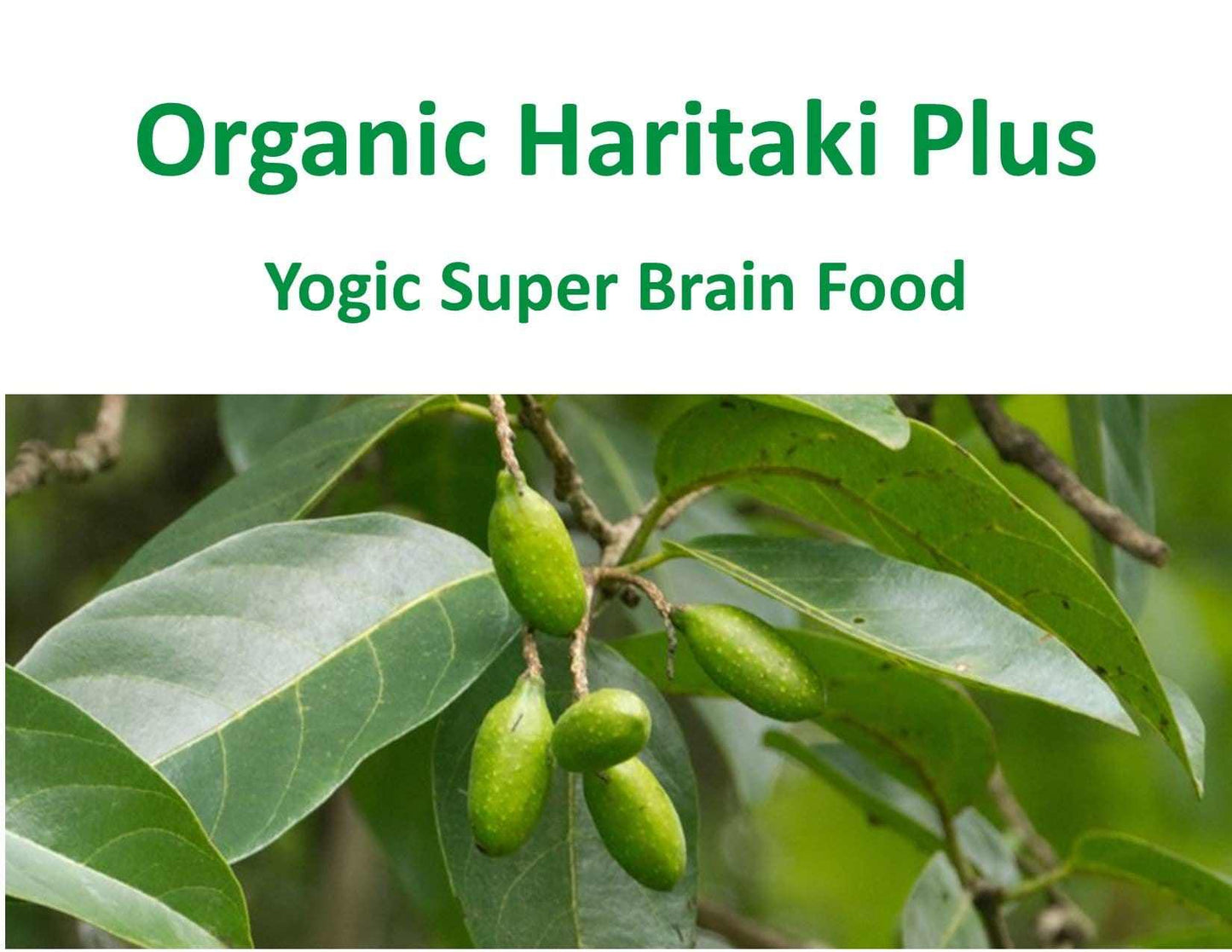 Haritaki fruit on plant – main ingredient of Kailash Herbals Pure Organic Haritaki Plus, a yogic super organic food for health.